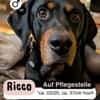 RICCO: Starker Begleiter mit großem Herz