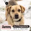 SUNNY  Kämpferherz sucht Ankerplatz