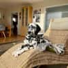 Uno sucht neues Zuhause/Pflegestelle