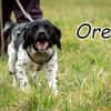 Oreo macht dein Leben knuspriger