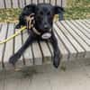 💕Meena💕 sucht ein schönes Zuhause