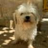 PUCI (Animalea)