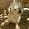 PUCI (Animalea)