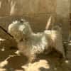PUCI (Animalea)