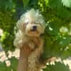 PUCI (Animalea)