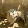 PUCI (Animalea)