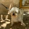 PUCI (Animalea)
