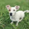 Oxo, mâle croisé terrier jack russel, né le 01/07/2024 🐶