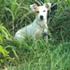 Oxo, mâle croisé terrier jack russel, né le 01/07/2024 🐶