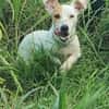 Oxo, mâle croisé terrier jack russel, né le 01/07/2024 🐶