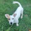 Oxo, mâle croisé terrier jack russel, né le 01/07/2024 🐶