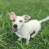 Oxo, mâle croisé terrier jack russel, né le 01/07/2024 🐶