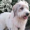 Wuschelhund Aby sucht ihre Menschen