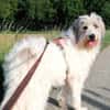 Wuschelhund Aby sucht ihre Menschen