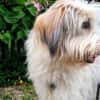 Wuschelhund Aby sucht ihre Menschen