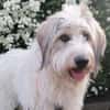 Wuschelhund Aby sucht ihre Menschen