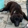 Plüschbär Elvis sucht seine Familie