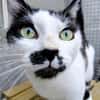 FILOU