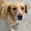 Lucy sucht ein liebevolles Zuhause
