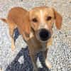 Lucy sucht ein liebevolles Zuhause