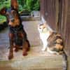 Salome 9 Monate Foxterrier Mix