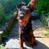 Salome 9 Monate Foxterrier Mix