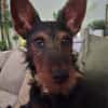 Salome 9 Monate Foxterrier Mix