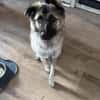 Kuscheliger Cody❤ sucht liebevolles Heim