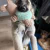 Kuscheliger Cody❤ sucht liebevolles Heim