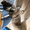 Kuscheliger Cody❤ sucht liebevolles Heim
