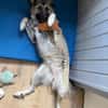 Kuscheliger Cody❤ sucht liebevolles Heim