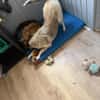 Kuscheliger Cody❤ sucht liebevolles Heim