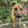 Nella im Tierheim Sulzbach