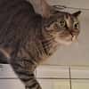 MYRTILLE