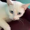 TIKA (Tsuki)