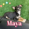MAYA seducente cucciolina