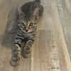 Alvin