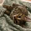 Alvin