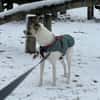 HOPE sucht ein liebevolles Zuhause