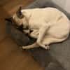 HOPE sucht ein liebevolles Zuhause