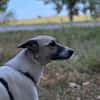 HOPE sucht ein liebevolles Zuhause