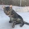 Liebevoller Manny sucht Zuhause