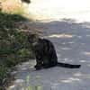 Liebevoller Manny sucht Zuhause