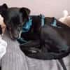 Bella8 sucht ein Zuhause