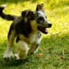 SIMON ist ein Rundum-sorglos-Paket