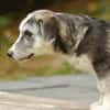 SIMON ist ein Rundum-sorglos-Paket
