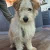 Lucky💗wartet in 78247 Schlatt am Randen