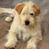 Lucky💗wartet in 78247 Schlatt am Randen