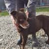 Brownie - sehr verschmust u. kinderlieb