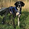 Hagen sucht sportliches Zuhause